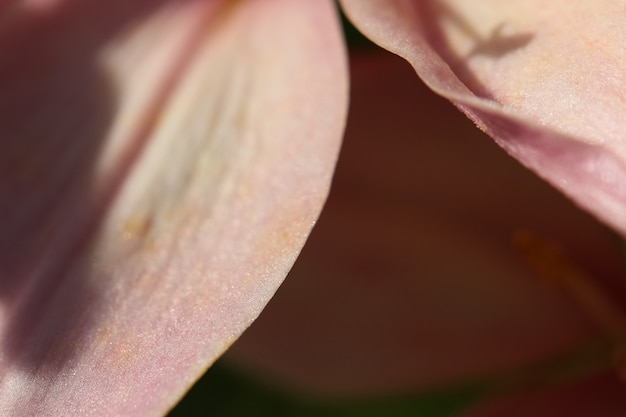 Foto macro schiet de roze lelieblaadjes in zonlicht als een natuurlijke achtergrond of textuur