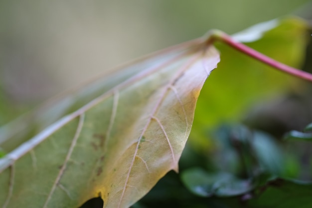 macro schieten de randen aderen en basis van een esdoornblad als een natuurlijke geelgroene achtergrond of textuur