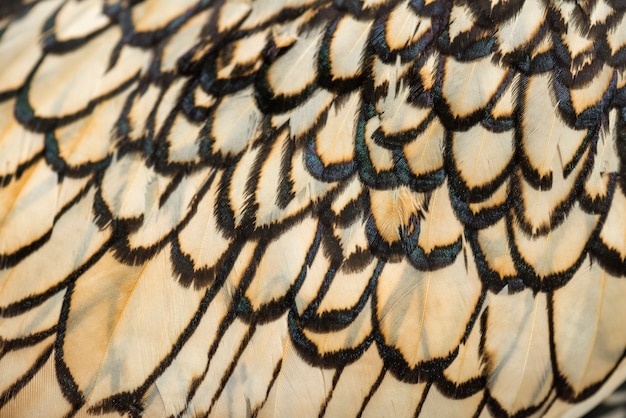 セブライトバンタムオンドリの羽のマクロ