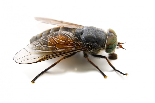 Macro shoot of Big gadfly isolated 