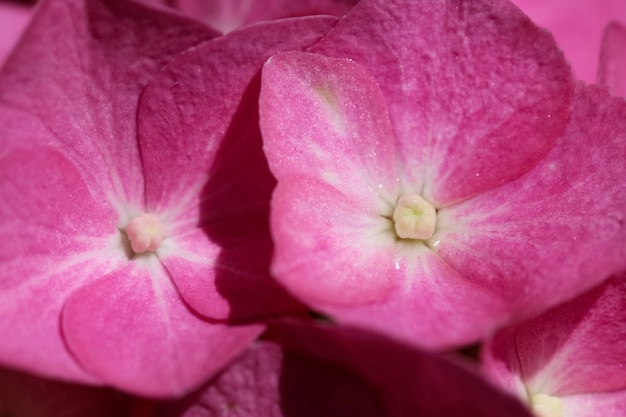 鮮やかなピンクのフロックスの花アジサイのマクロシュート