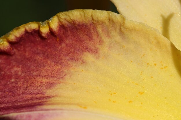 macro shoot a burgundy yellow lily petals as a natural background or texture