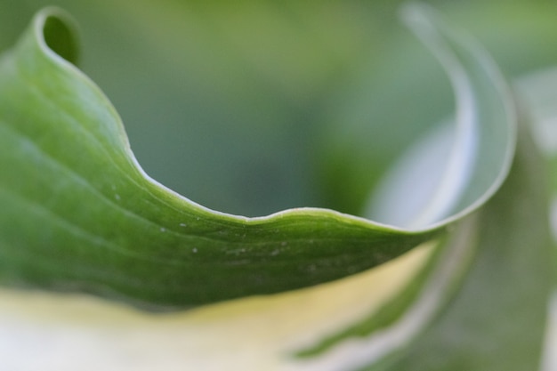 макросъемка основного цветочного листа в виде натурального зеленого с белыми фоновыми линиями или текстурой