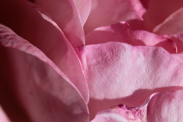 macro shoot of the pale pink rose petals in sunlight as a natural background or texture