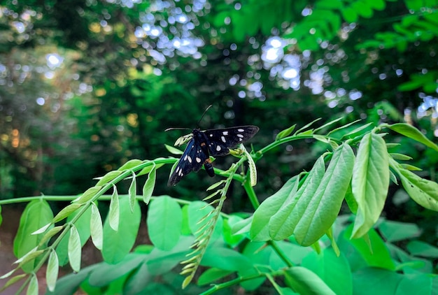 Macro shoot of Tiger moths in early spring forest