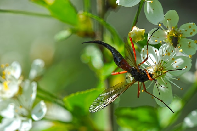 Макросъемка: насекомое пьет нектар из цветка вишни