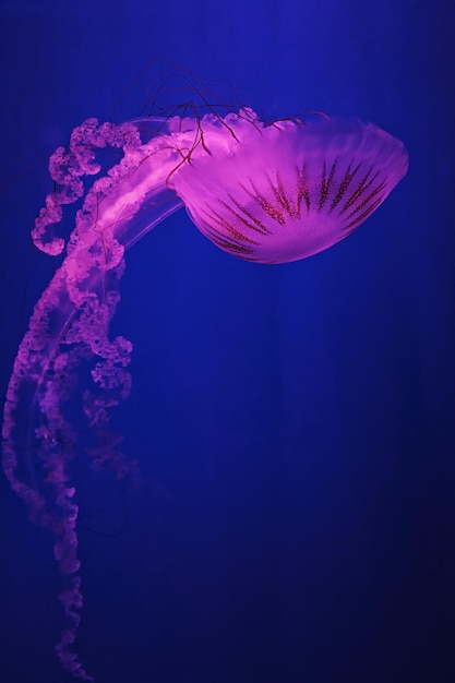 macro shooting under water chrysaora plocamia jellyfish close up