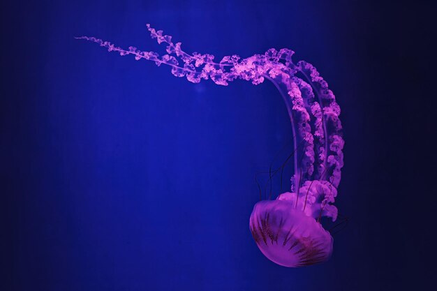 Macro shooting under water chrysaora plocamia jellyfish