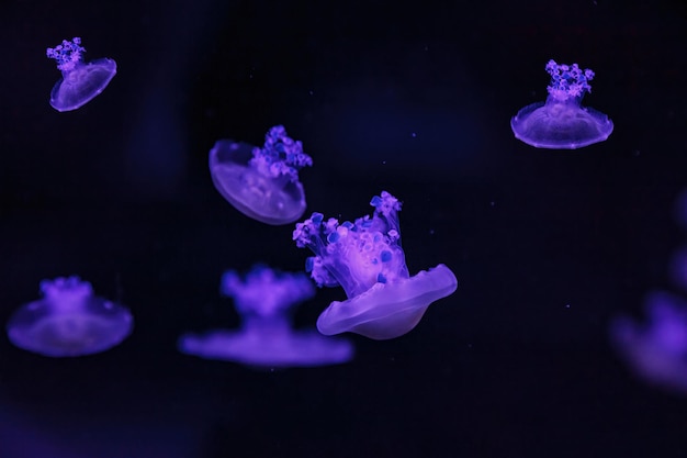 Photo macro shooting under water mediterranean jellyfish