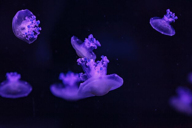 Photo macro shooting under water mediterranean jellyfish