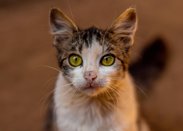 카메라를 보고 있는 녹색 눈을 가진 사랑스러운 새끼 고양이의 매크로 샷