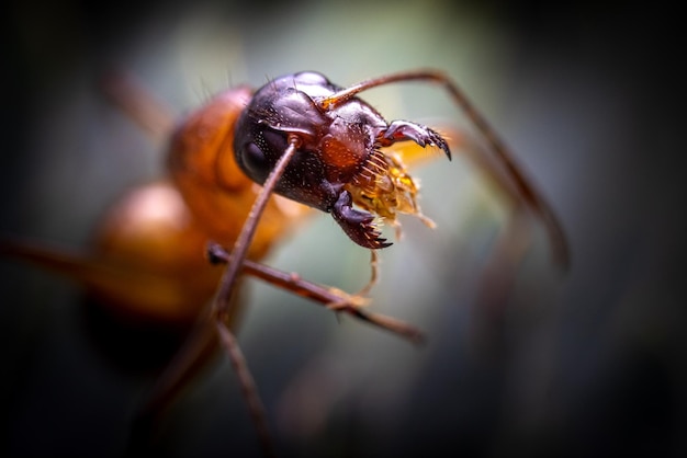 Macro shot of an ant opens its mouth against a dark background