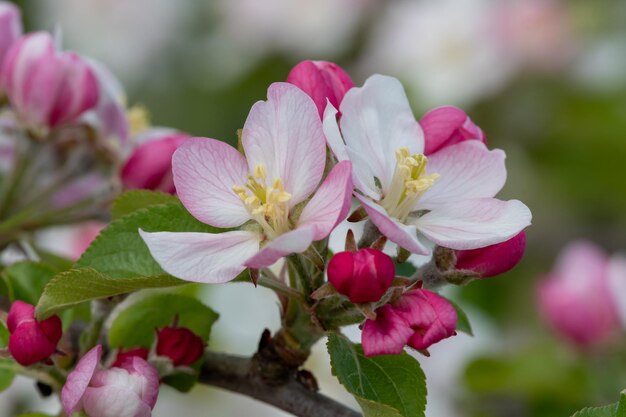 Photo macro shot of apple blossom in bloom