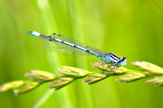 Macro shot of a beautiful dragonfly on a flower surrounded by greene