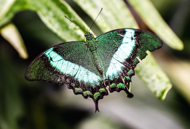 Macro shot of a beautiful emerald swallowtail butterfly on a leaf