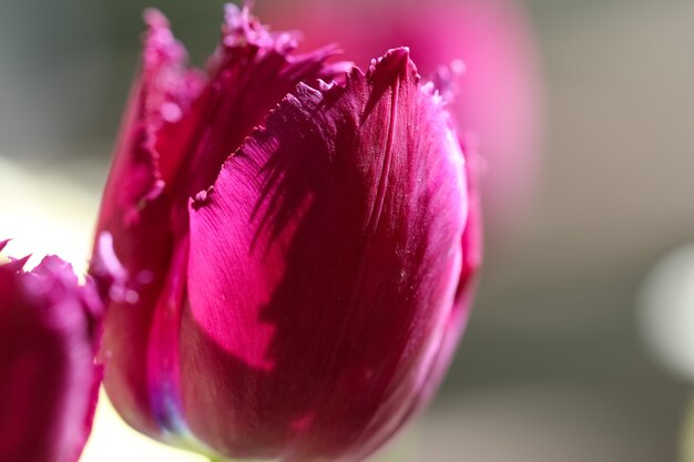 Macro shot of beautiful flowers in the garden