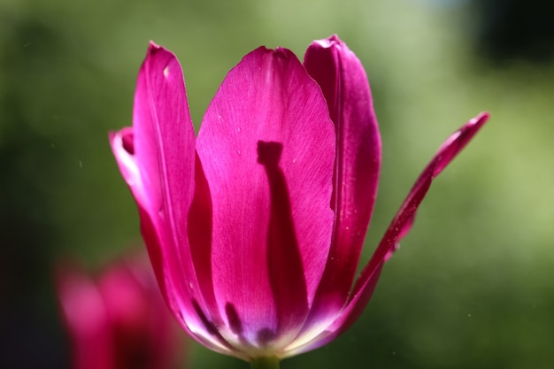 Макро-снимок красивых цветов в саду