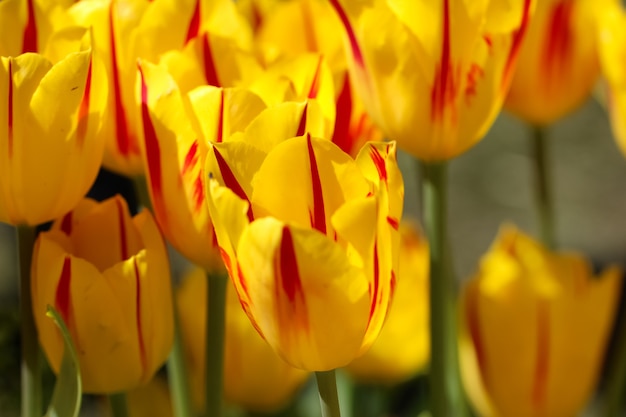 Macro shot of beautiful flowers in the garden