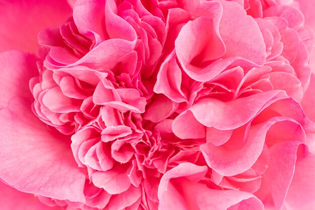 Macro shot of a beautiful pink camellia flower