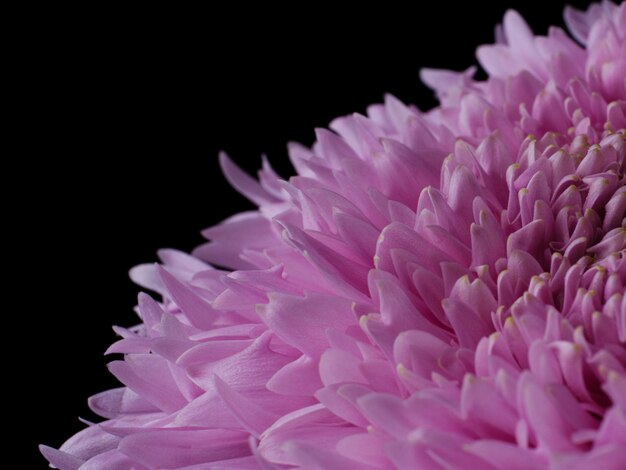 Macro shot of a beautiful pink flower