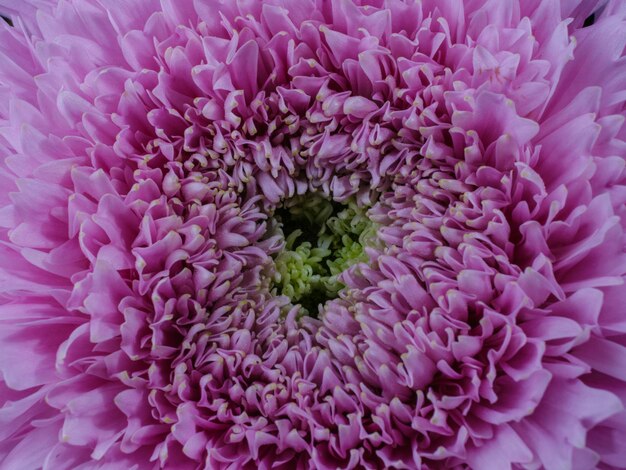 Macro shot of a beautiful pink flower