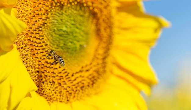 Macro shot of a bee flies to sunflower Summer background