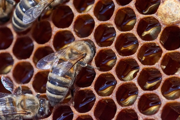 Macro shot of the bee on frame full of nectar in honeycomb