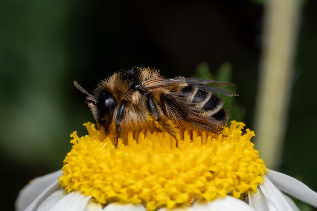 Macro shot of a bee searching for nectar on a daisy flower