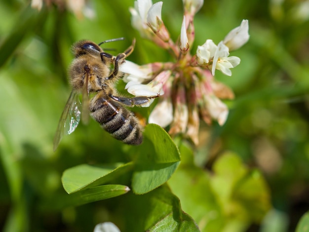 Macro shot of a bee sitting on a clover flower