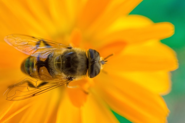 Macro shot of a bee sitting on yellow daisy flower