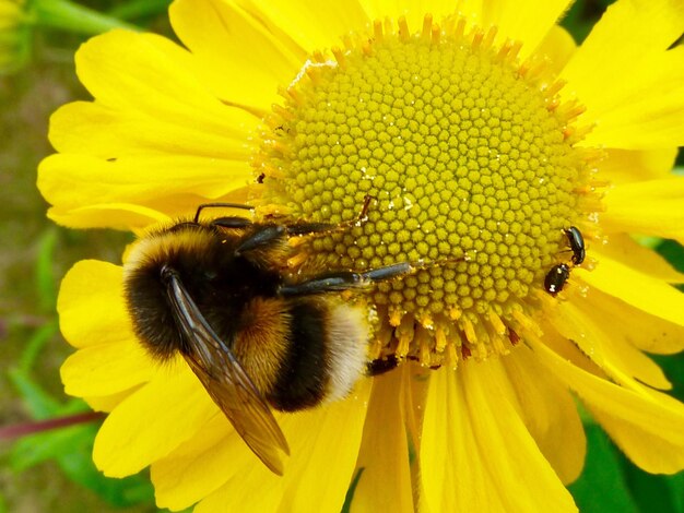 Macro shot of bee on sunflower