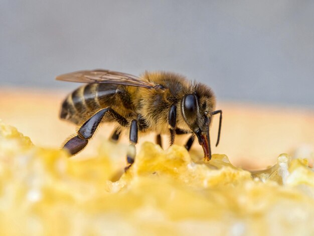 Photo macro shot of bee