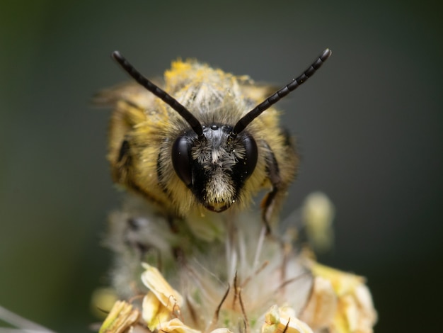 Macro shot of a been over a plant