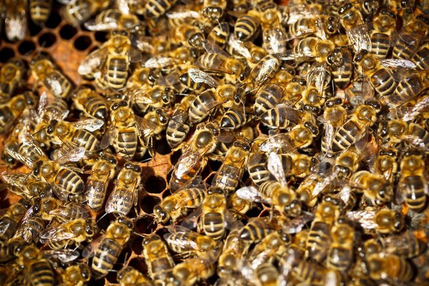 ミツバチのマクロ撮影
