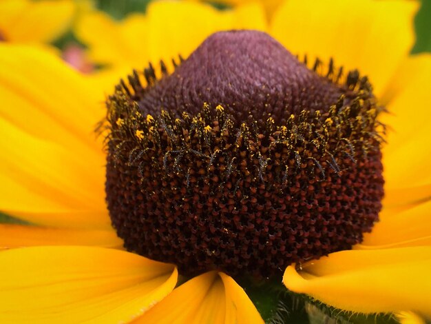 Macro shot of black-eyed susan pollen