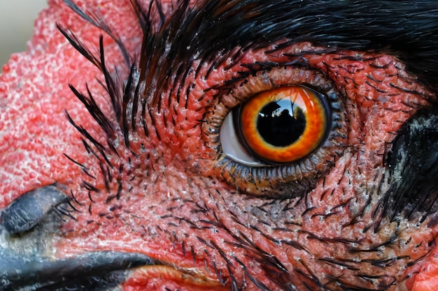 Macro shot of a black sex link hen's eye