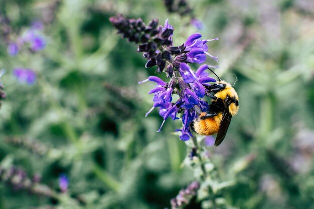 Macro shot of black and yellow bee on purple flower photo