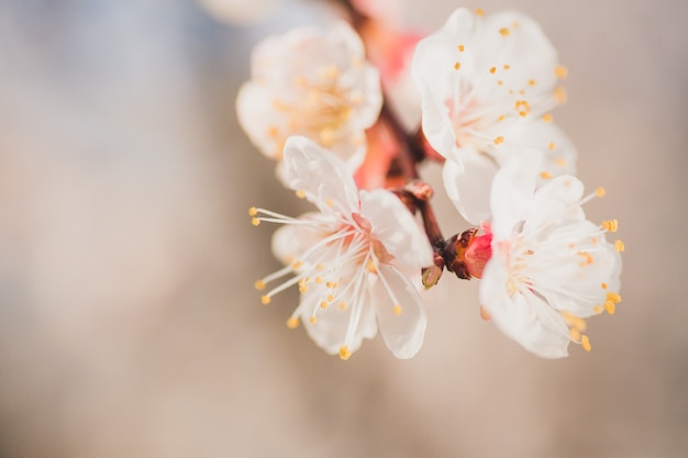 ピンクのアプリコットの木の花が満開の枝のマクロ撮影