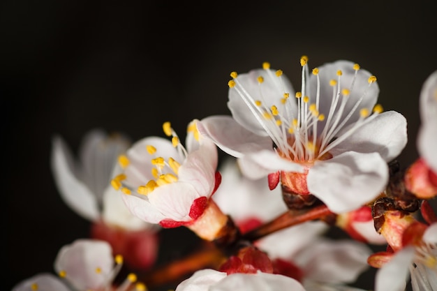 Macro shot of branch with pink apricot tree flowers in full bloom