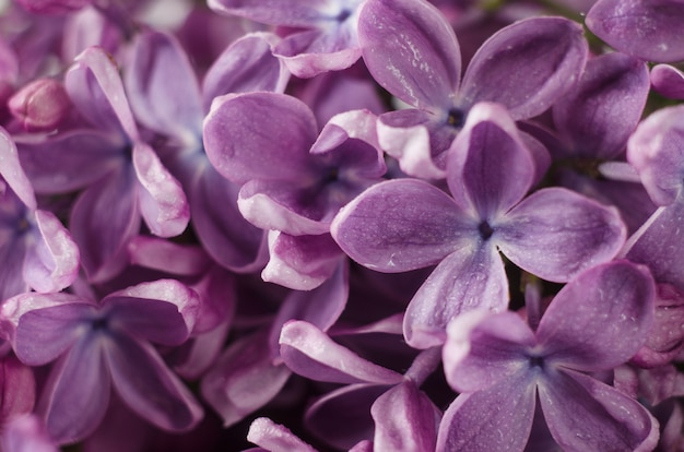 Macro shot bright violet lilac flowers.