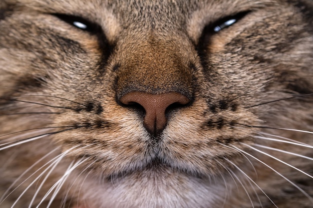 Macro shot of a brown cat nose