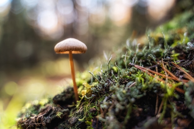 Macro shot of brown toadstool growing on moss in the Ural summer forests