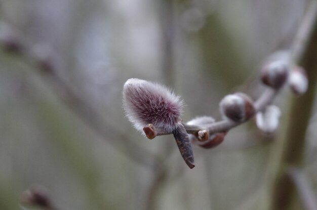 macro shot of bud on twig