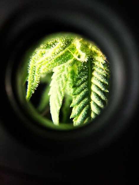 Photo macro shot of cannabis leaves