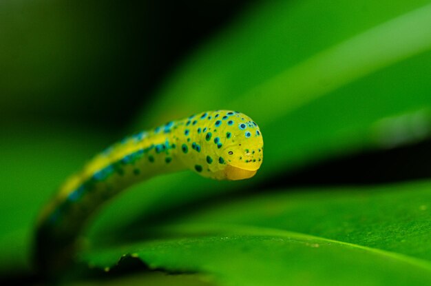 A macro shot of caterpillar