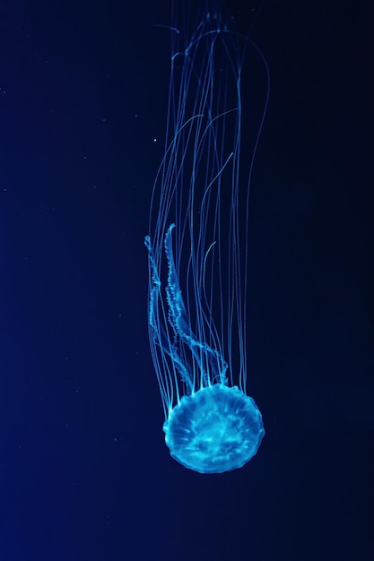 Макроснимок Chrysaora quinquecirrha под водой