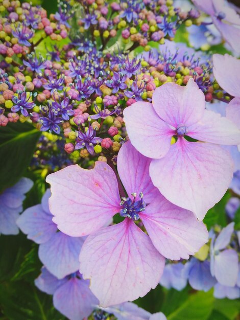 Foto foto macro di fiori colorati in giardino