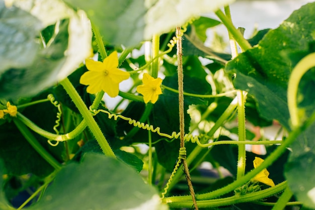 Macro shot of cucumber ovary flower