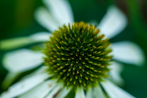 A macro shot of a daisy flower