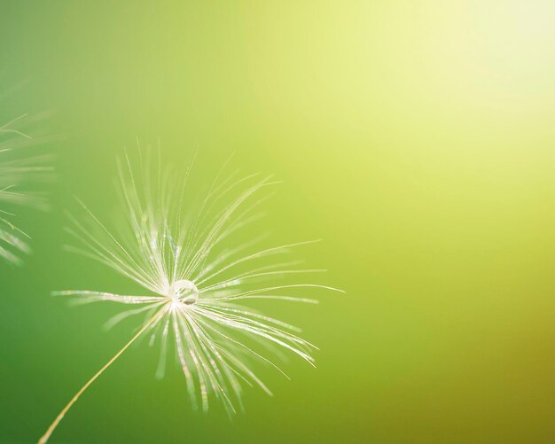 Macro shot of a dandelion A drop of water on a dandelion